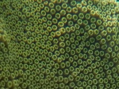 Lobed Star Coral Closeup - Version 3
